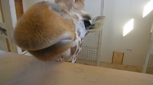 Giraffe live camera craze still alive, even in Central New York
