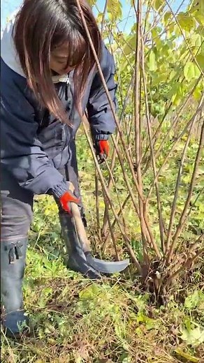 楮の収穫作業