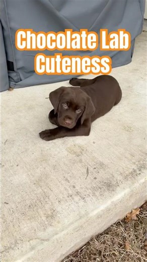 Chocolate Lab Puppy Being Cute #puppy #labrador #cute
