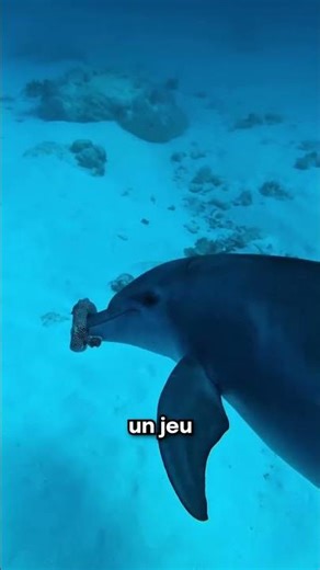 Quand un dauphin transforme un poisson en ballon