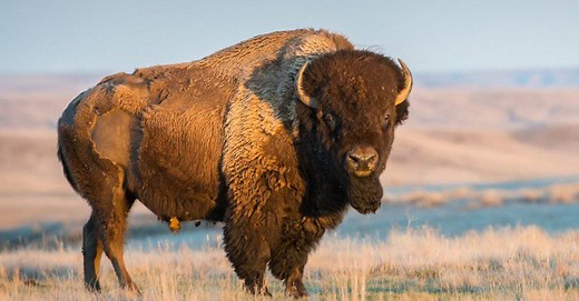 Discover the 6 Official State Animals of Wyoming