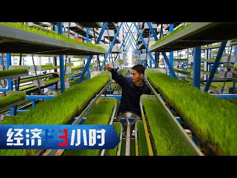 一人能种100多亩地？当春耕遇上“智慧农业”，万亩良田实现“指上耕作” 「经济半小时」20240425 | 财经风云