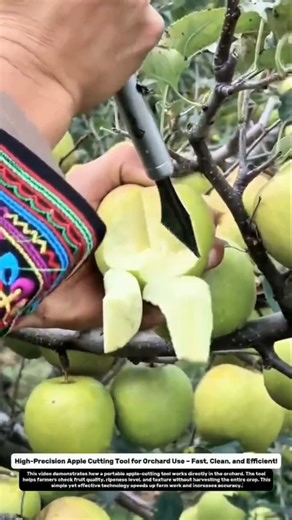 High-Precision Apple Cutting Tool for Orchard Use – Fast, Clean, and Efficient!