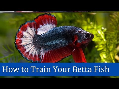 How to Train Your Betta Fish || How to train your betta fish to do tricks