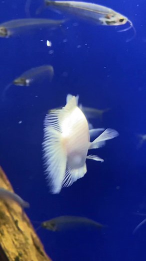 水族館の思い出とさまざまな体験