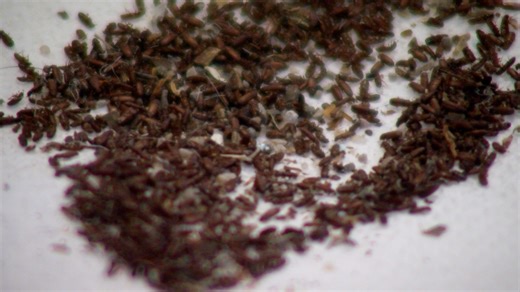 Socorro resident affected by red flour beetle infestation shares daily challenges