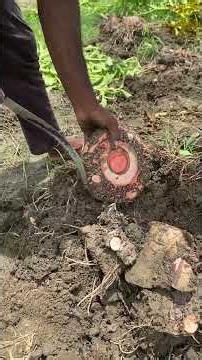 Unearthing Giant Elephant Foot Yams – Incredible Farm Work