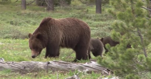 MT FWP launches 'Bear Relocation Dashboard'