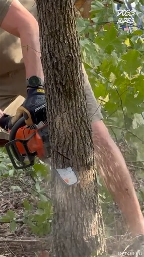 Cutting Down a Small Tree #TreeRemoval #RemovingTrees #ClearingLand #FarmWork | Doss Acres