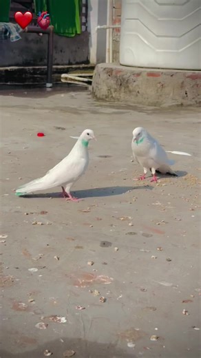 Khichi Pigeon Point: A Unique Destination