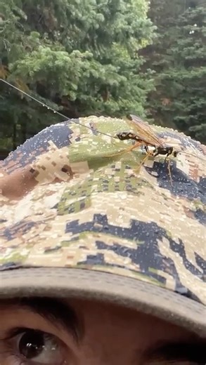 Crazy bug! Who knows what this is?