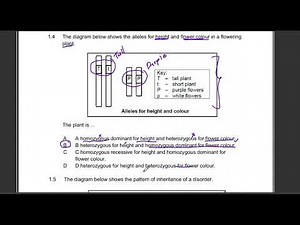 Grade 12 Genetics Exam MCQ | Monohybrid Crosses| Dihybrid Crosses| Life Science