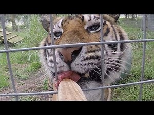 BIG CATS Getting Snacks | Animal Funny TV