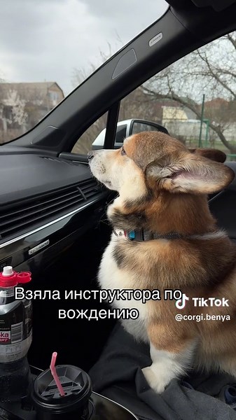 Відео користувача Corgi Benya (@corgi.benya) з композицією «оригінальний звук - Corgi Benya»