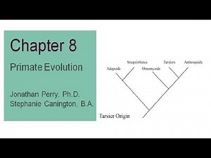 Explorations Chapter 8 Primate Evolution