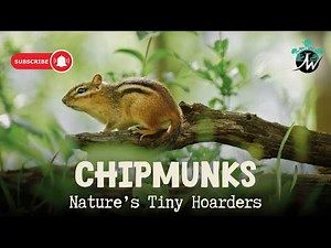 Chipmunks: Nature’s Tiny Hoarders
