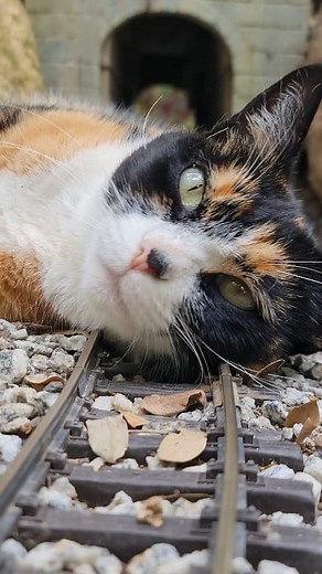475K views · 7.5K reactions | Tráfego de trens interrompido devido ao excesso de fofira na linha!  Train traffic interrupted due to excessive cuteness on the tracks! #trains #garden #cats #catlovers | Ferrovia de Jardim | Facebook