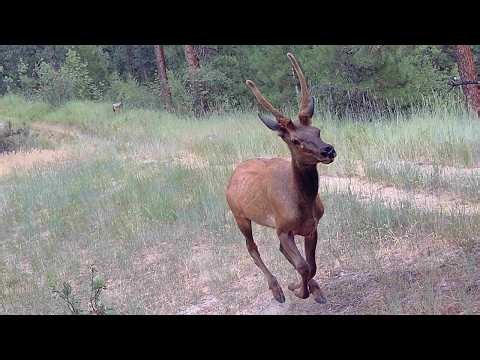 Trail Camera Footage From Idaho's Backcountry | 2026 Week 28