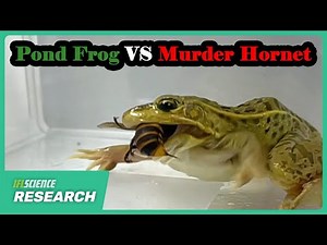 Watch The World’s Most Metal Frog Take Down A Giant “Murder Hornet”