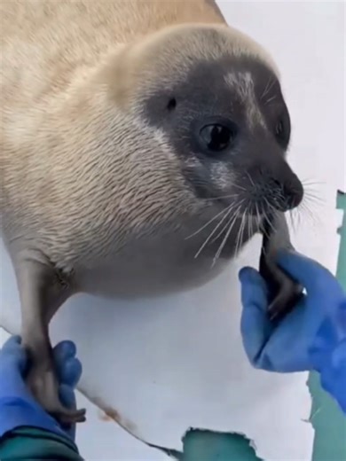 Heartwarming Moments with Tsuki the Seal