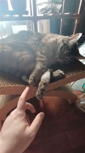 Sunlit Cat: Cozy Shade Moment You’ll Love #cat