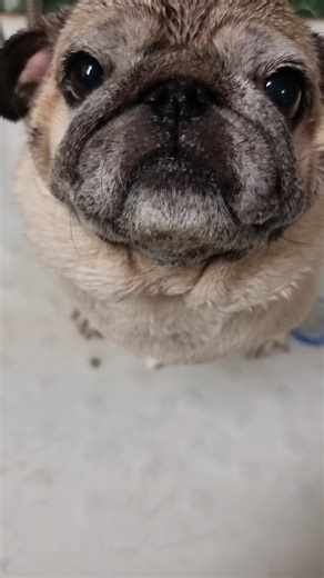 This Pug Couldn’t Wait for the Bath 😂 | Extreme Deshedding #petcareprovider