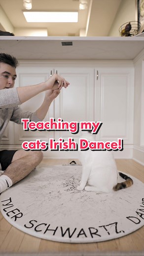 Teaching Cats Irish Dance: Step-by-Step Guide