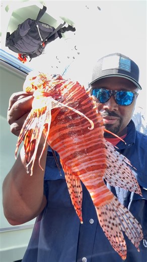 Have you ever been stung by a lionfish? #fishing ￼
