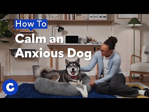 How To Calm an Anxious Dog | Chewtorials