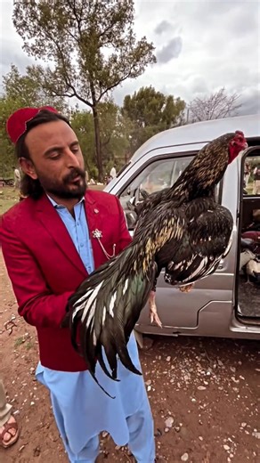 best fighter aseel murga in india ( aseel murga farming in india ( #shorts ( aseel fight murga