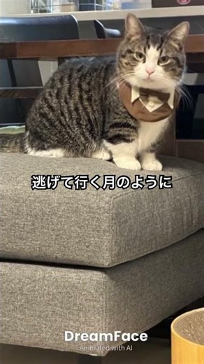 #バラ色の日々 #THE YELLOW MONKEY #cat #猫のいる暮らし #歌 #歌詞有 #catvideos