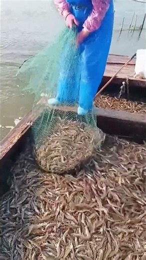 The process of catching freshwater river shrimp