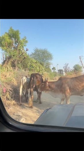 Strangers Took Me Leopard Hunting in India 🐆🇮🇳