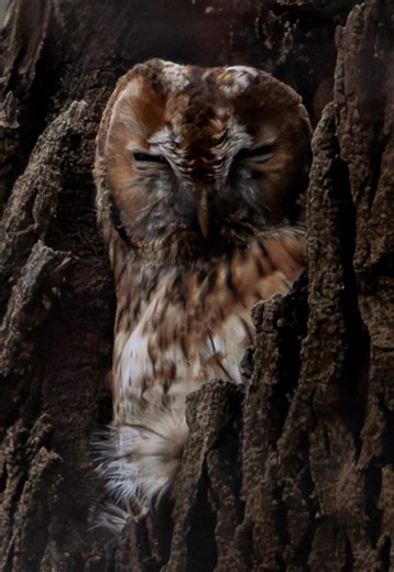 Capturing the Tawny Owl: A Wildlife Photography Journey