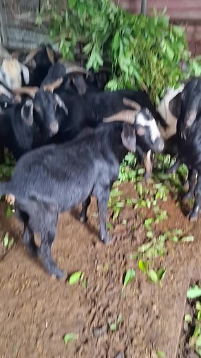 Charming Goats in a Rustic Farm Setting