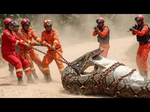 Emergency Rescue Team Saves Exhausted Cow From Giant Python’s Deadly Bite🐂🐍