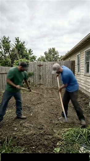 From Abused & Abandoned to Loved: This Border Collie's Second Chance