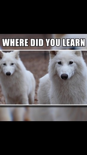 It’s Wolp Wednesday | WOLP CODED SONG 🌙🐺 Thought I’d make the intro Remus and Romulus to celebrate the dire wolps! #wolpwednesday #wolf #wolves #edit #fyp... | Instagram