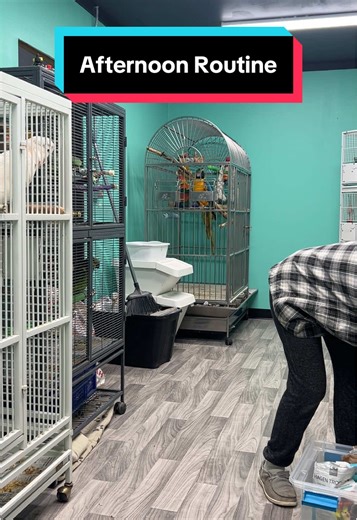 Afternoon Routine for Feeding 20 Parrots