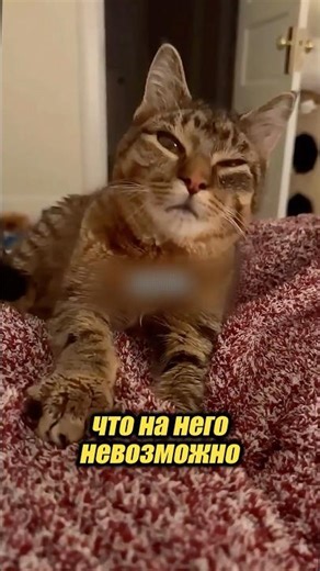 Why is this cat so weird? 🤔😅