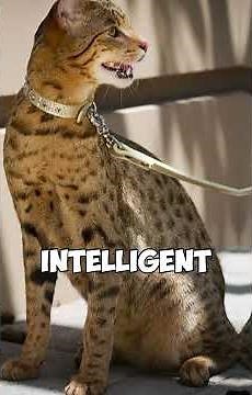 Meet the Ashera, the world’s most expensive cat