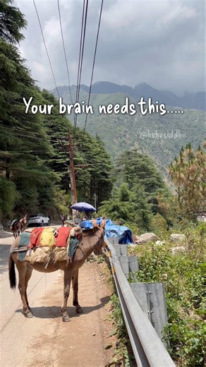 A slow morning in #himachal #india #youtubeshorts #travel