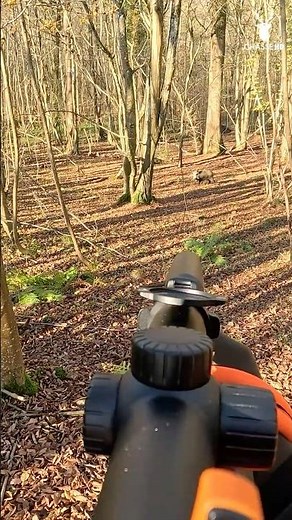 TIR CALME ET MAITRISÉ D'UN SANGLIER EN TRAQUE-AFFÛT ! #hunting #wildlife #france