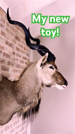 My new toy! | Triggercam 2.1