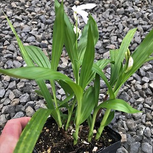 Bletilla striata 'Alba' - Hardy Orchid (4.5" Pot) | Little Prince of Oregon Nursery