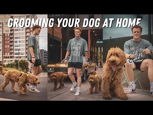 What They Won’t Tell You About Grooming Your Goldendoodle