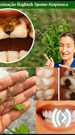 Holy Basil (Tulsi) for Oral Health: Natural Remedy for Cavities, Gum Problems, Bad Breath & Stronger Teeth Details in the first c.o.m.m.e.n.t. 💬👀 | Rooted Health