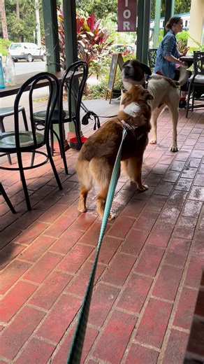 1.3K views | Chilli loves Belle 殺 | Uncle Mick’s Pet Check-ins, Pack Plays & Dog Walking | Facebook