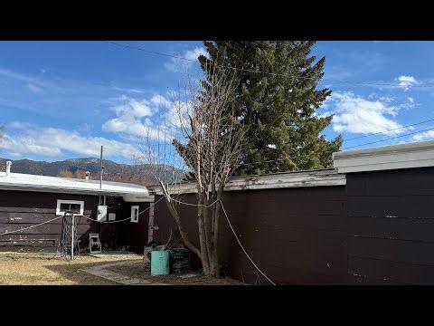 Northern Mountain ash tree update before/after pruning! Very crowded tree now ready for the sea￼son!