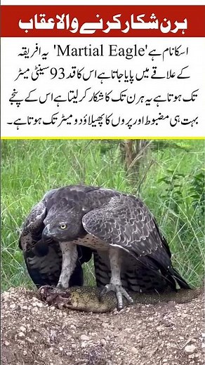 Deadly Hunter Eagle vs Monitor Lizard | Powerful Predator in Wild#naturefacts#nature#wildlife#shorts